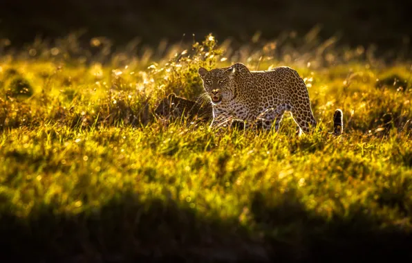 Picture field, grass, look, the sun, light, nature, pose, glade