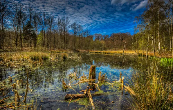 Autumn, forest, nature