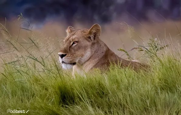 Field, animals, lion, wind, looking_away