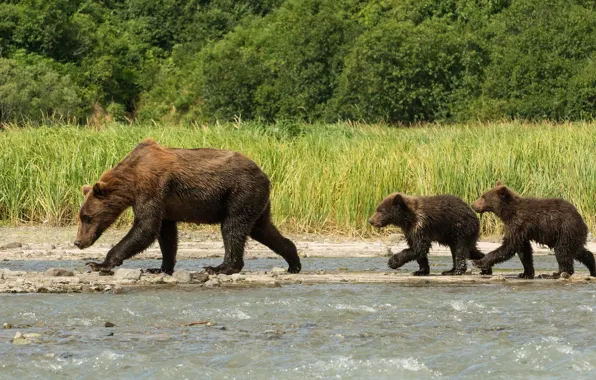 Nature, bears, walk, bears, bear