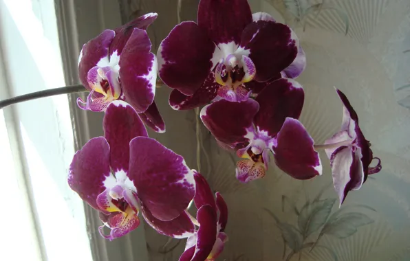 Beauty, Orchid, a little bit exotic