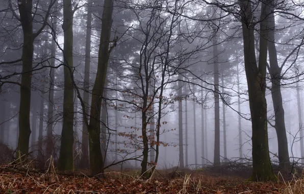 Picture forest, trees, nature, fog