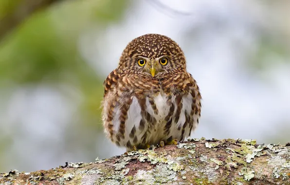 Look, background, tree, owl, bird, portrait, sitting, bokeh