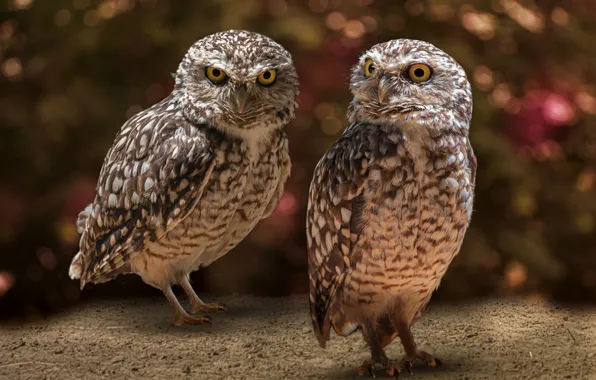 Look, birds, owl, pair, owls, a couple, bokeh, owl