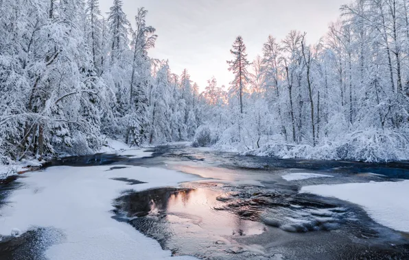 Picture winter, forest, snow, river, Russia, Leningrad oblast, Ruslan Kondratenko, Lindulovskaya grove