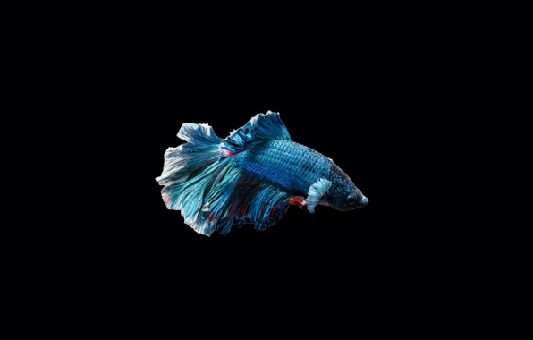 Darkness, fish, scales