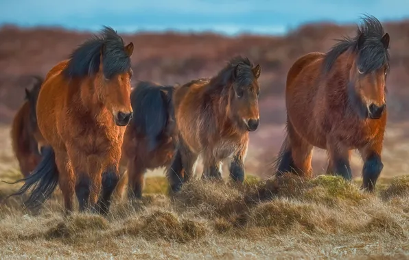 Animals, Horses, the herd, bokeh, horses, Shvartsman Evgeny