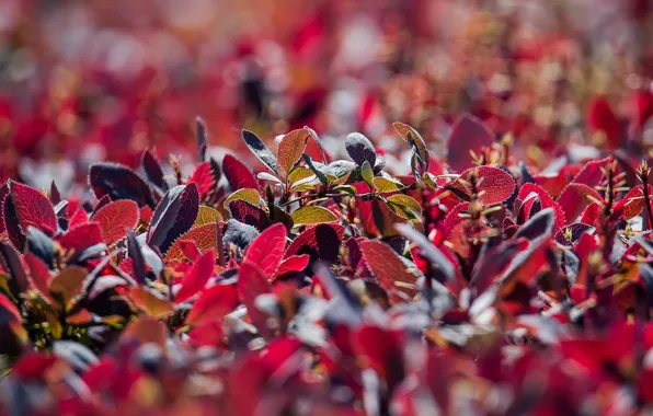 Picture flowers, spring, the bushes, bokeh