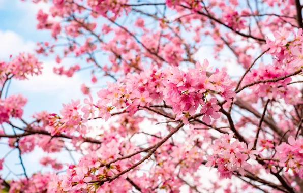 The sky, flowers, branches, cherry, spring, garden, Sakura, pink