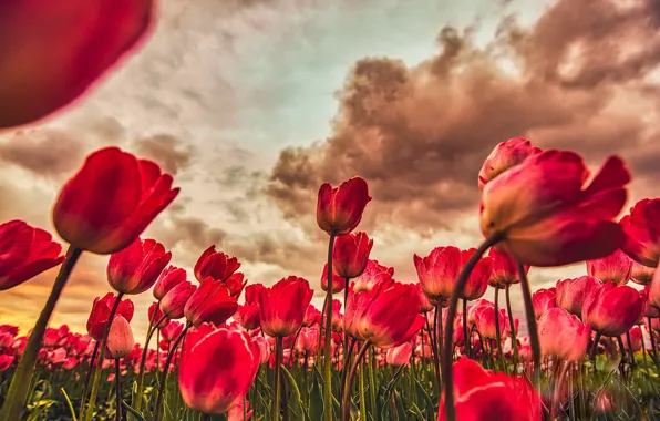 Picture flowers, spring, tulips