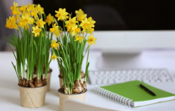 Flowers, yellow, handle, Notepad, daffodils