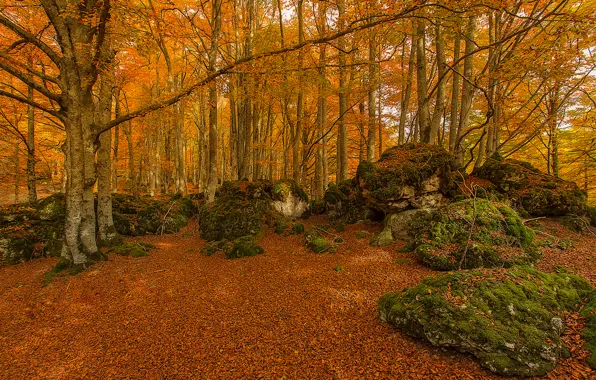 Autumn, forest, trees, stones, moss, Spain, Basque Country, Urabain