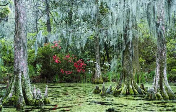Picture forest, flowers, swamp, sunken