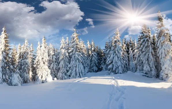 Picture winter, forest, the sun, clouds, snow, tree, path
