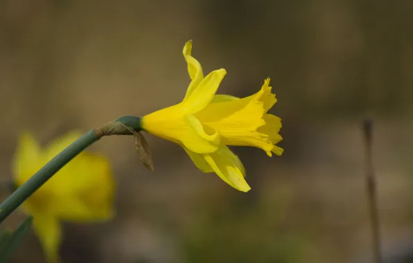 Macro, yellow, spring, Narcissus