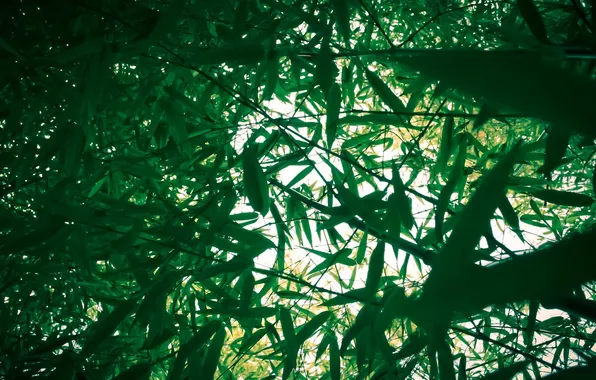 Greens, leaves, light, branches, nature, thickets, bamboo, nature