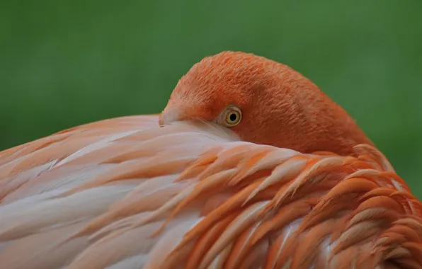 Bird, paint, feathers, Flamingo