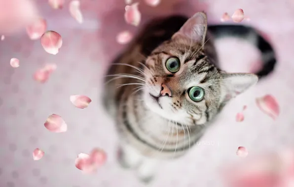 Picture cat, petals, green eyes