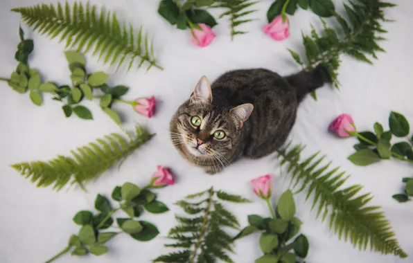 Cat, cat, look, flowers, roses, face, the view from the top