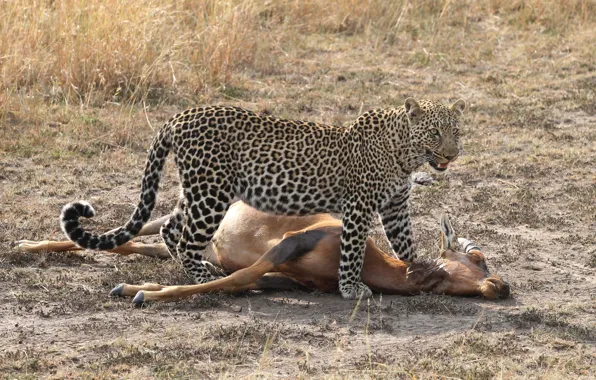 Cat, leopard, hunting, antelope, carcass