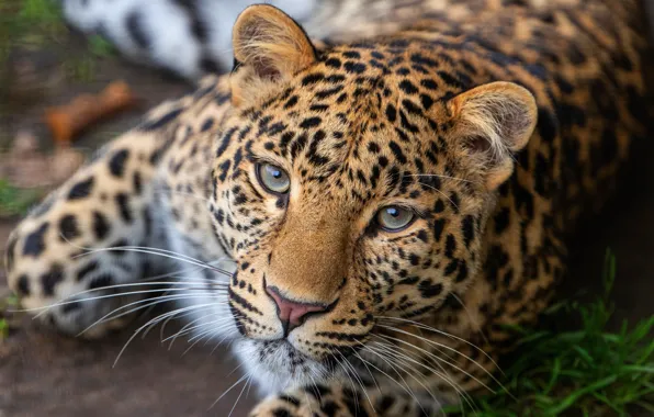 Look, face, portrait, paws, leopard, lies