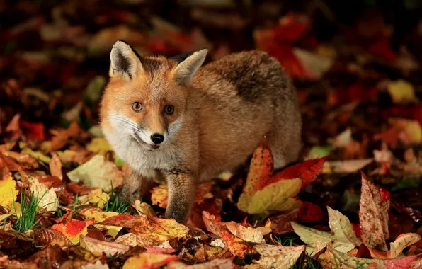 Autumn, leaves, Fox, Fox