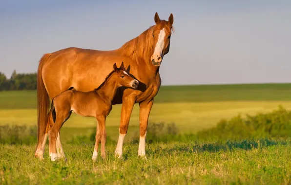 Picture horses, horse, foal