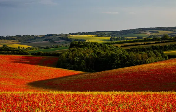 Field, forest, summer, the sky, clouds, light, landscape, flowers