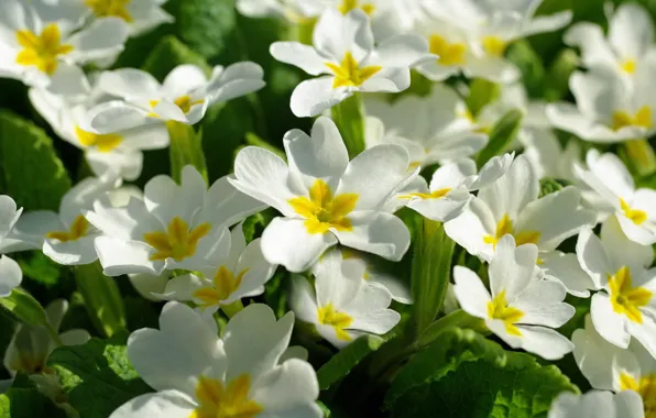 Macro, spring, Primula