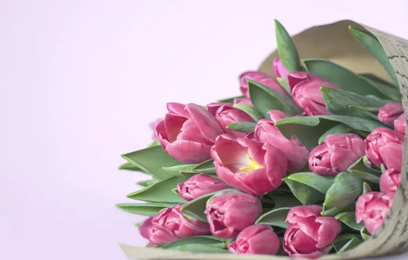 Wallpaper bouquet, tulips, pink