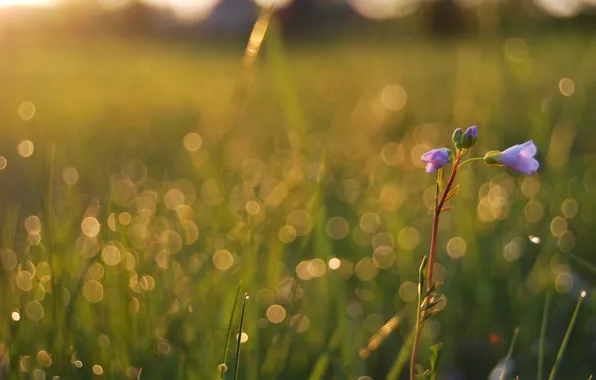 Field, summer, grass, drops, macro, light, flowers, freshness