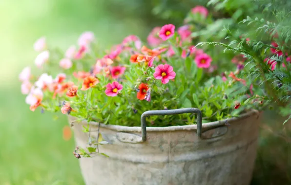 Greens, flowers, tenderness, bucket