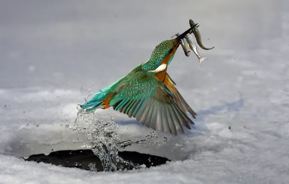 Ice, water, fish, bird, hunting, Kingfisher