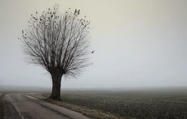 Picture road, landscape, fog, tree