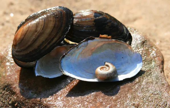 Sand, summer, the sun, macro, shore, stone, shell, walk