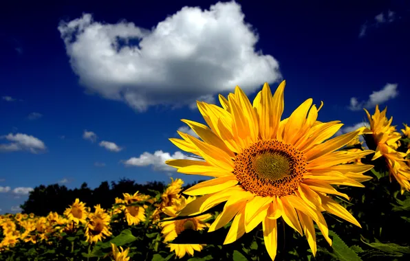 Field, the sky, sunflowers, nature