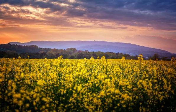 Field, flowers, Nature