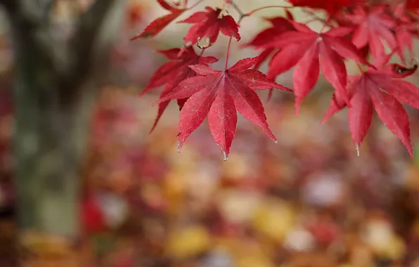 Picture autumn, nature, foliage, branch