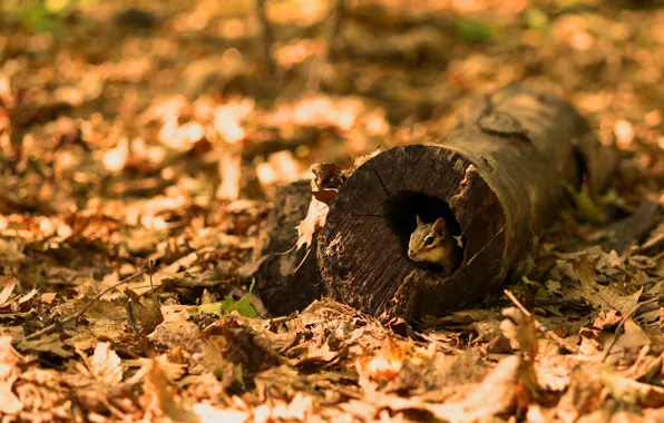 Autumn, glade, foliage, muzzle, hole, Chipmunk, log, the hollow