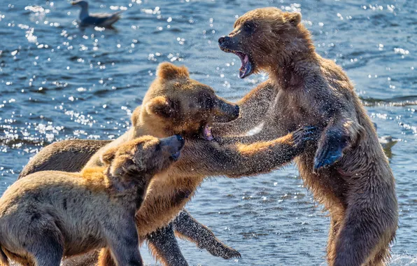 River, bears, fight, bears, brown bears