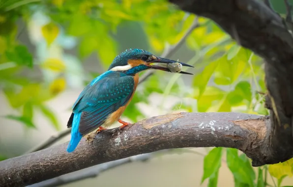 Picture tree, bird, branch, Kingfisher