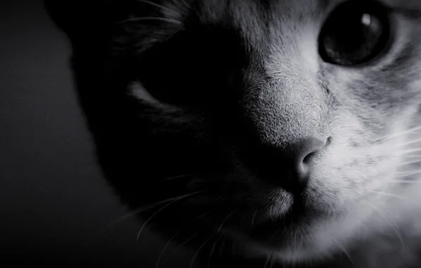 Picture cat, eyes, photo, background, Wallpaper, black and white, wool, nose