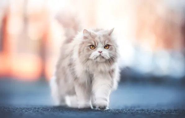 Road, cat, cat, look, face, light, kitty, light