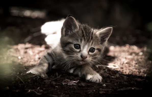 Baby, muzzle, kitty, monochrome