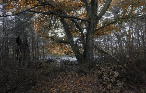 Picture forest, nature, swamp