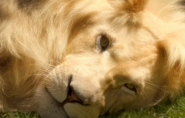 Picture look, face, photoshop, predator, Leo