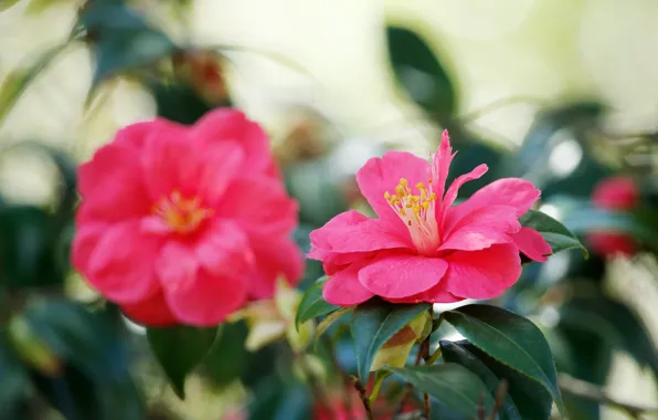 Picture leaves, flowers, red, background, buds, the bushes, bokeh, Camellia