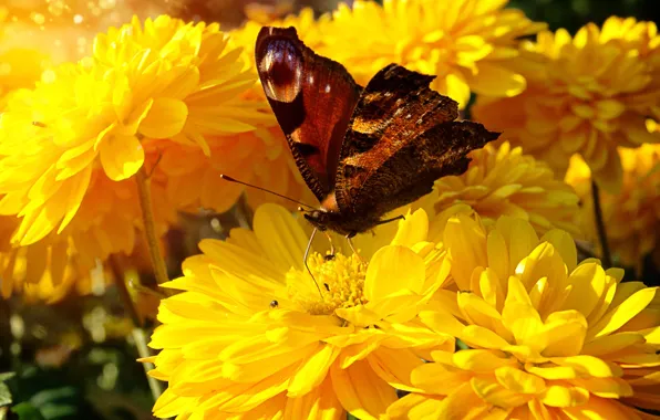 Summer, macro, flowers, butterfly, yellow, garden, insect, bright