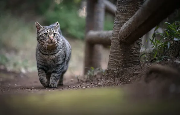 The fence, tabby cat, walks by himself