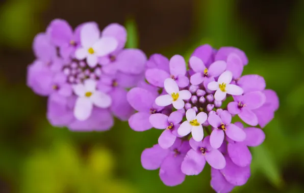 Picture Macro, Bokeh, Bokeh, Macro, Purple flowers, Purple Flowers